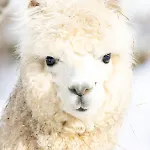 A La Ferme Aux Alpagas 公寓 *