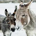 A La Ferme Aux Alpagas *
