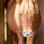 公寓 A La Ferme Aux Alpagas