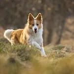 A La Ferme Aux Alpagas Апартаменты Sapois (Vosges)