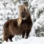 公寓 A La Ferme Aux Alpagas Sapois (Vosges)