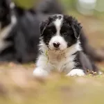 A La Ferme Aux Alpagas Апартаменты Sapois (Vosges)