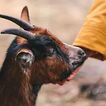 A La Ferme Aux Alpagas Апартаменты Sapois (Vosges)