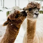 A La Ferme Aux Alpagas Апартаменты Sapois (Vosges)