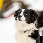 A La Ferme Aux Alpagas Апартаменты Sapois (Vosges)