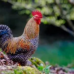 Апартаменты A La Ferme Aux Alpagas