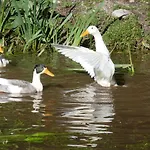 A La Ferme Aux Alpagas * Sapois (Vosges)