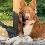 A La Ferme Aux Alpagas Апартаменты Sapois (Vosges)