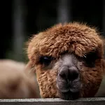 Апартаменты A La Ferme Aux Alpagas Sapois (Vosges)