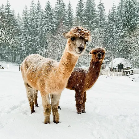 A La Ferme Aux Alpagas شقة *