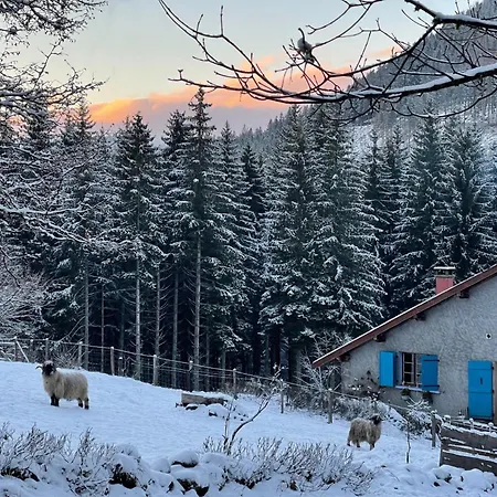 à La Ferme Aux Alpagas Sapois (Vosges)