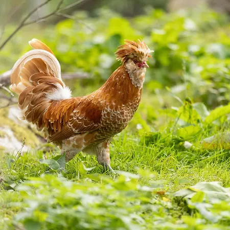 Apartmán A La Ferme Aux Alpagas *