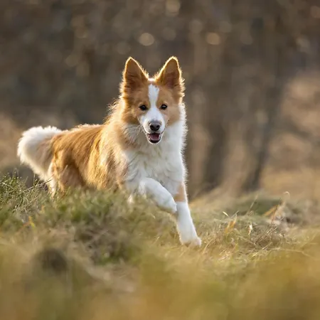 A La Ferme Aux Alpagas شقة Sapois (Vosges)