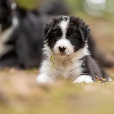 A La Ferme Aux Alpagas شقة Sapois (Vosges)