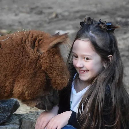 A La Ferme Aux Alpagas