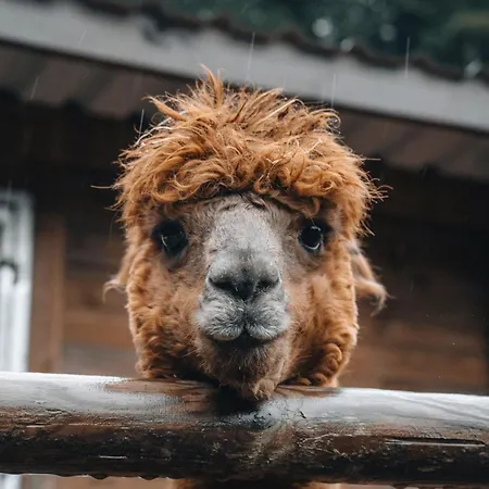 شقة A La Ferme Aux Alpagas Sapois (Vosges)