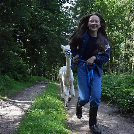 à La Ferme Aux Alpagas * Sapois (Vosges)