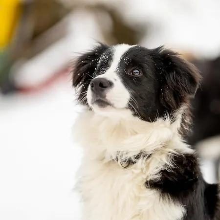 A La Ferme Aux Alpagas شقة Sapois (Vosges)