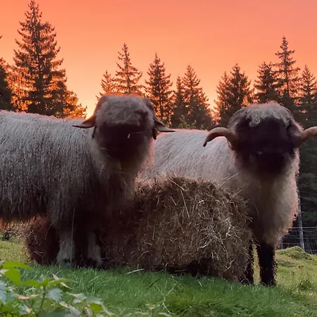 A La Ferme Aux Alpagas