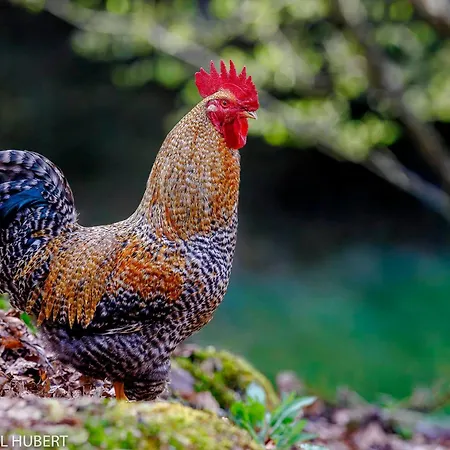 شقة A La Ferme Aux Alpagas