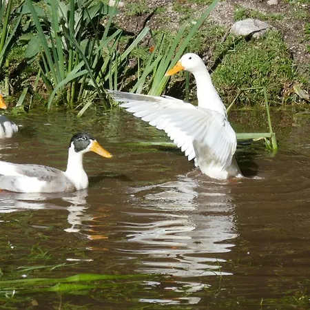 A La Ferme Aux Alpagas * Sapois (Vosges)