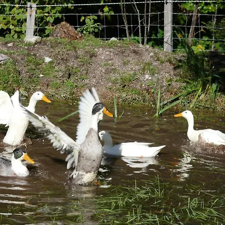 A La Ferme Aux Alpagas *