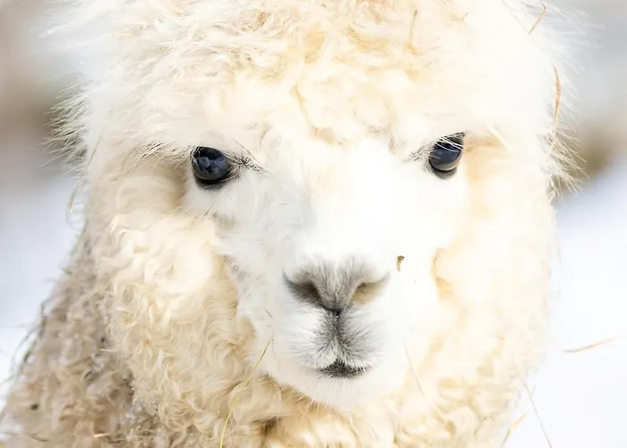 A La Ferme Aux Alpagas Apartmán *