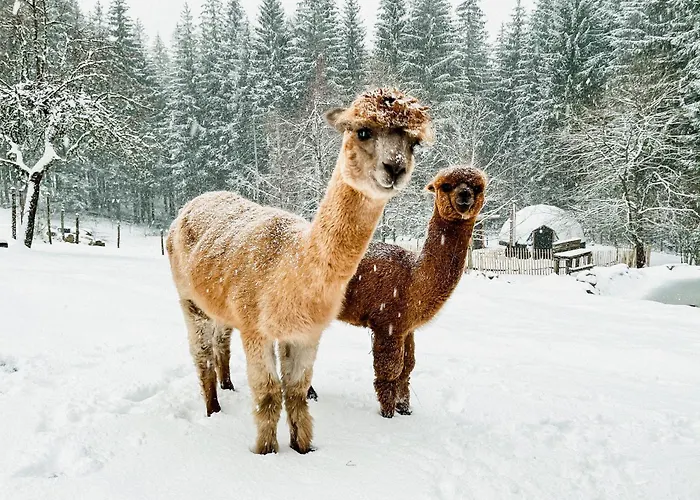 A La Ferme Aux Alpagas Apartmán *