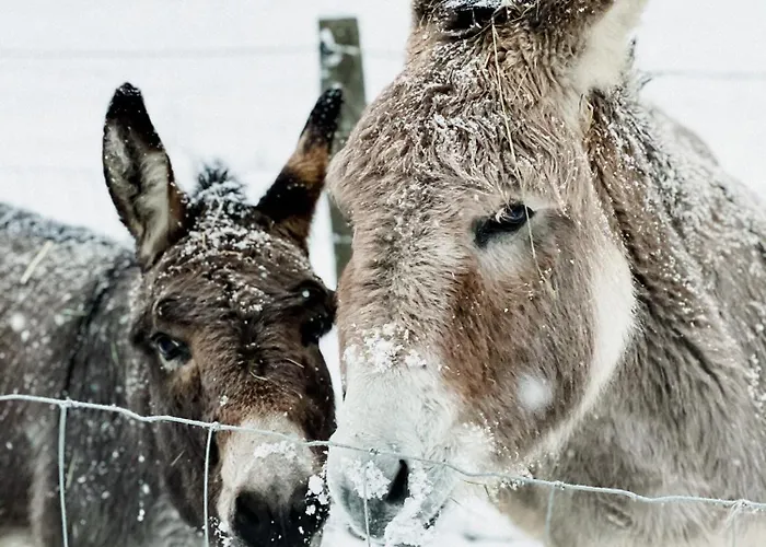 A La Ferme Aux Alpagas *