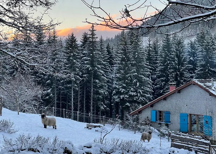 A La Ferme Aux Alpagas Sapois (Vosges)