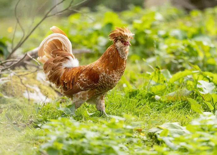 Apartmán A La Ferme Aux Alpagas *