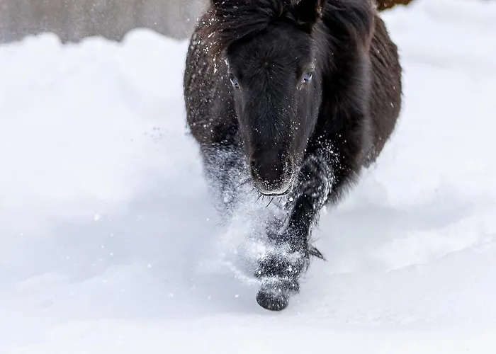 Apartmán A La Ferme Aux Alpagas *