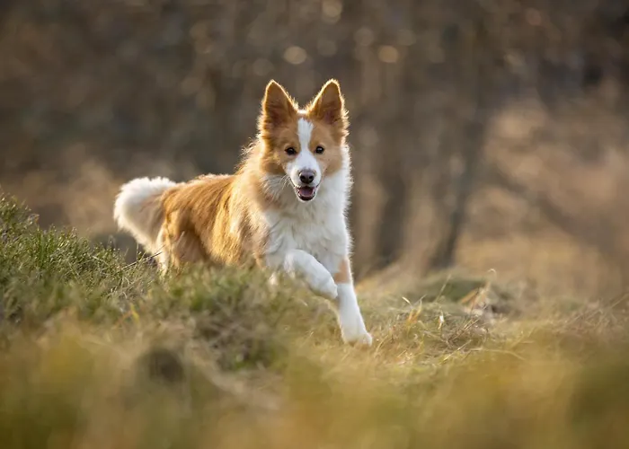 A La Ferme Aux Alpagas Apartmán Sapois (Vosges)