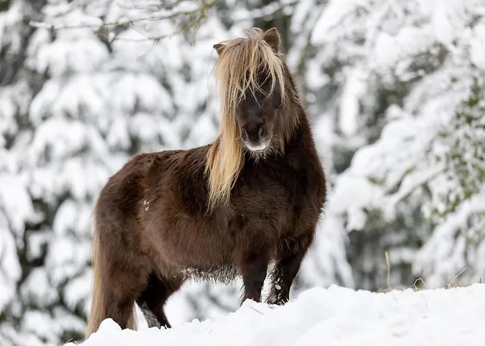 Apartmán A La Ferme Aux Alpagas Sapois (Vosges)