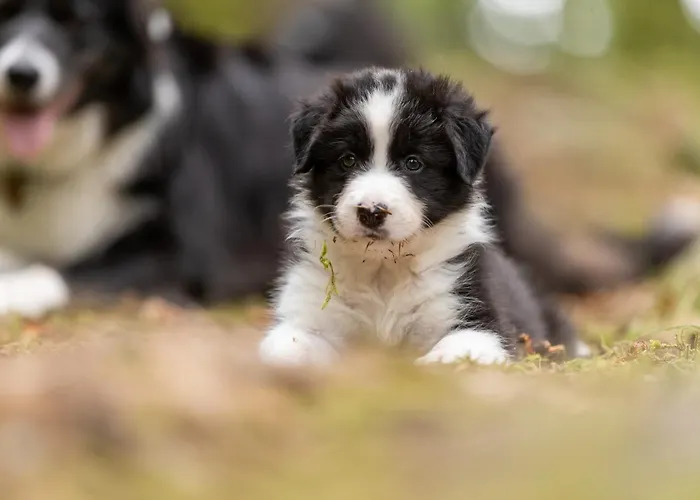 A La Ferme Aux Alpagas Apartmán Sapois (Vosges)