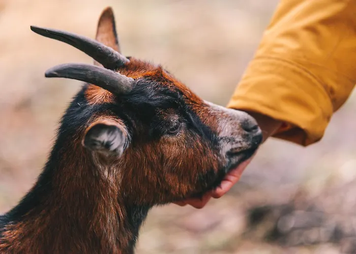A La Ferme Aux Alpagas Apartmán Sapois (Vosges)