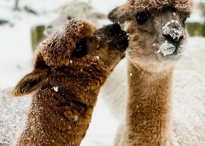 A La Ferme Aux Alpagas Apartmán Sapois (Vosges)