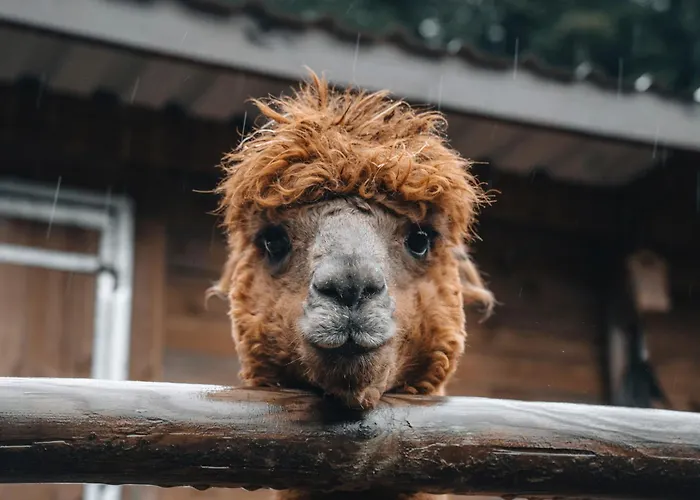 Apartmán A La Ferme Aux Alpagas Sapois (Vosges)