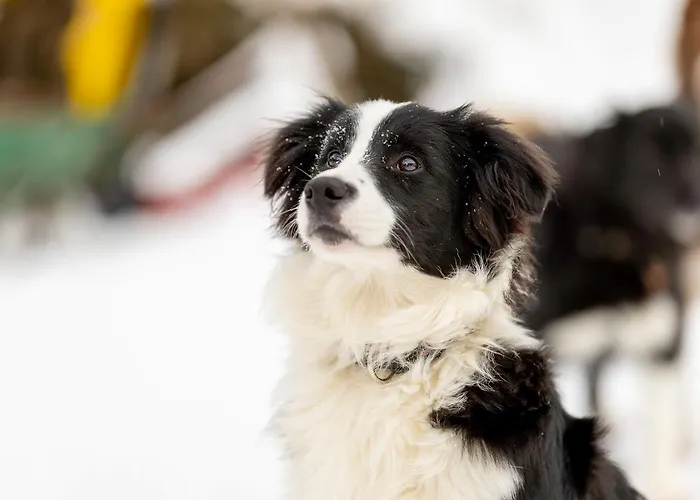 A La Ferme Aux Alpagas Apartmán Sapois (Vosges)