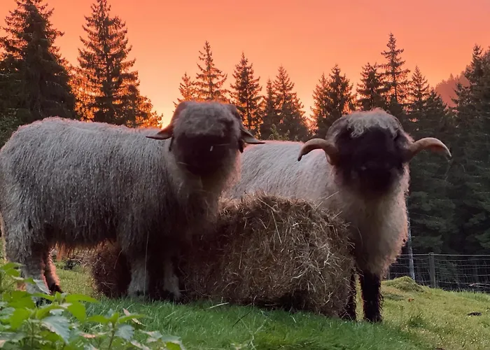 A La Ferme Aux Alpagas