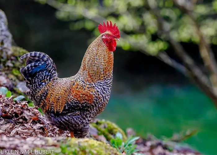 Apartmán A La Ferme Aux Alpagas