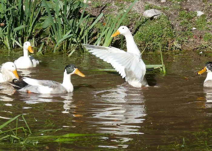 A La Ferme Aux Alpagas * Sapois (Vosges)