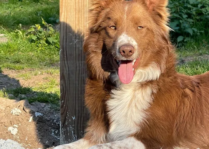 A La Ferme Aux Alpagas Apartmán Sapois (Vosges)