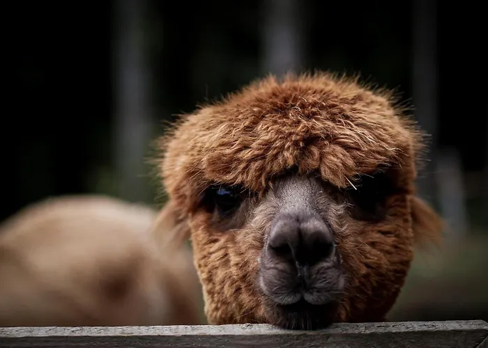Apartmán A La Ferme Aux Alpagas Sapois (Vosges)