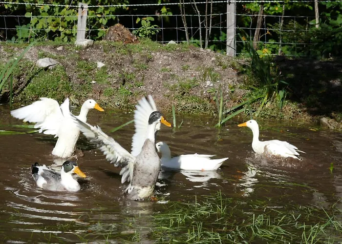 A La Ferme Aux Alpagas *